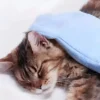 Gants de bain absorbants à séchage rapide pour animaux de compagnie, gants de bain et de toilettage à séchage rapide